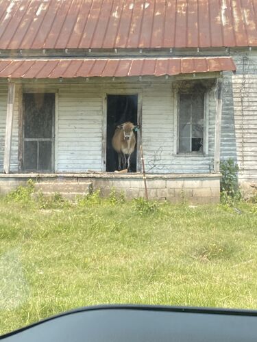 Chess Player Gnv4x from United States GameKnot